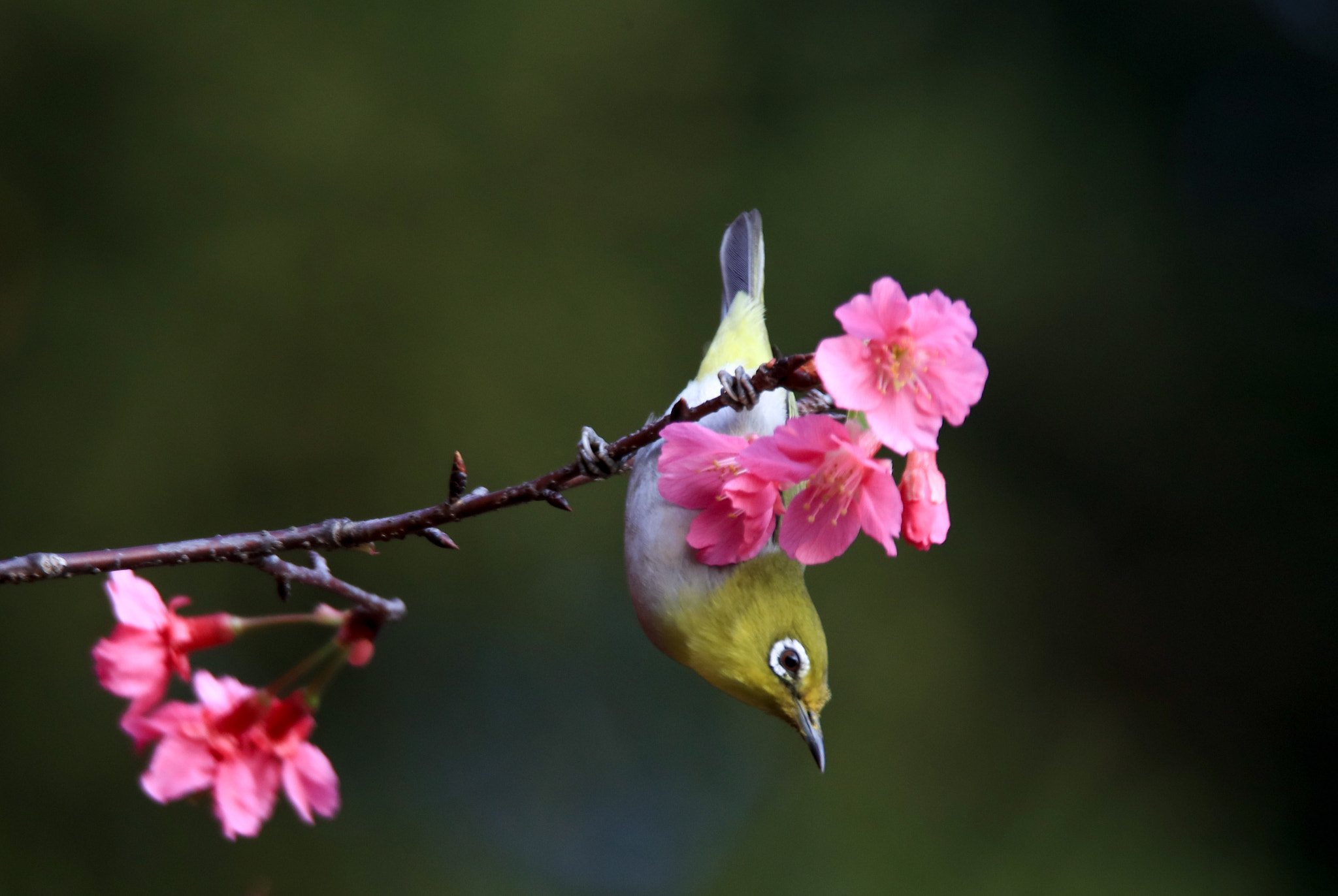 Canon EOS 5DS + Tamron SP 150-600mm F5-6.3 Di VC USD sample photo. Japanese white-eye photography
