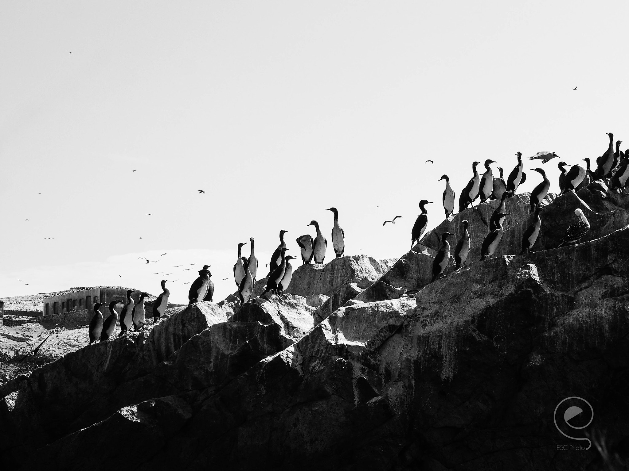 Olympus PEN E-PM2 sample photo. Black and birds photography