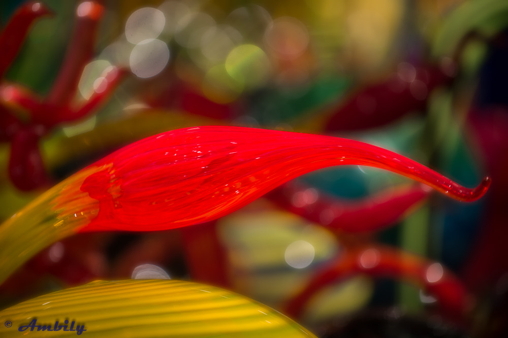 Nikon Df sample photo. Glass bud... photography