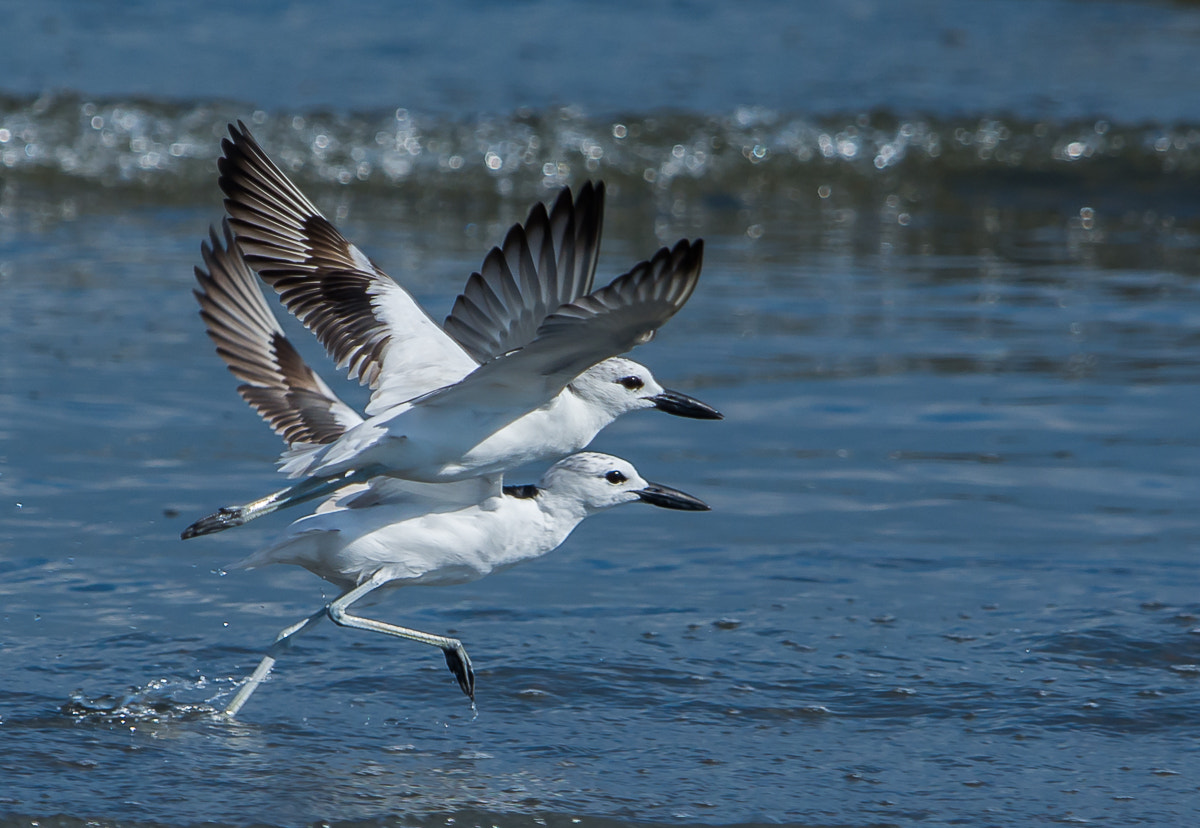 Nikon D7100 + Nikon AF-S Nikkor 600mm F4G ED VR sample photo. Crab-plovers taking off. photography
