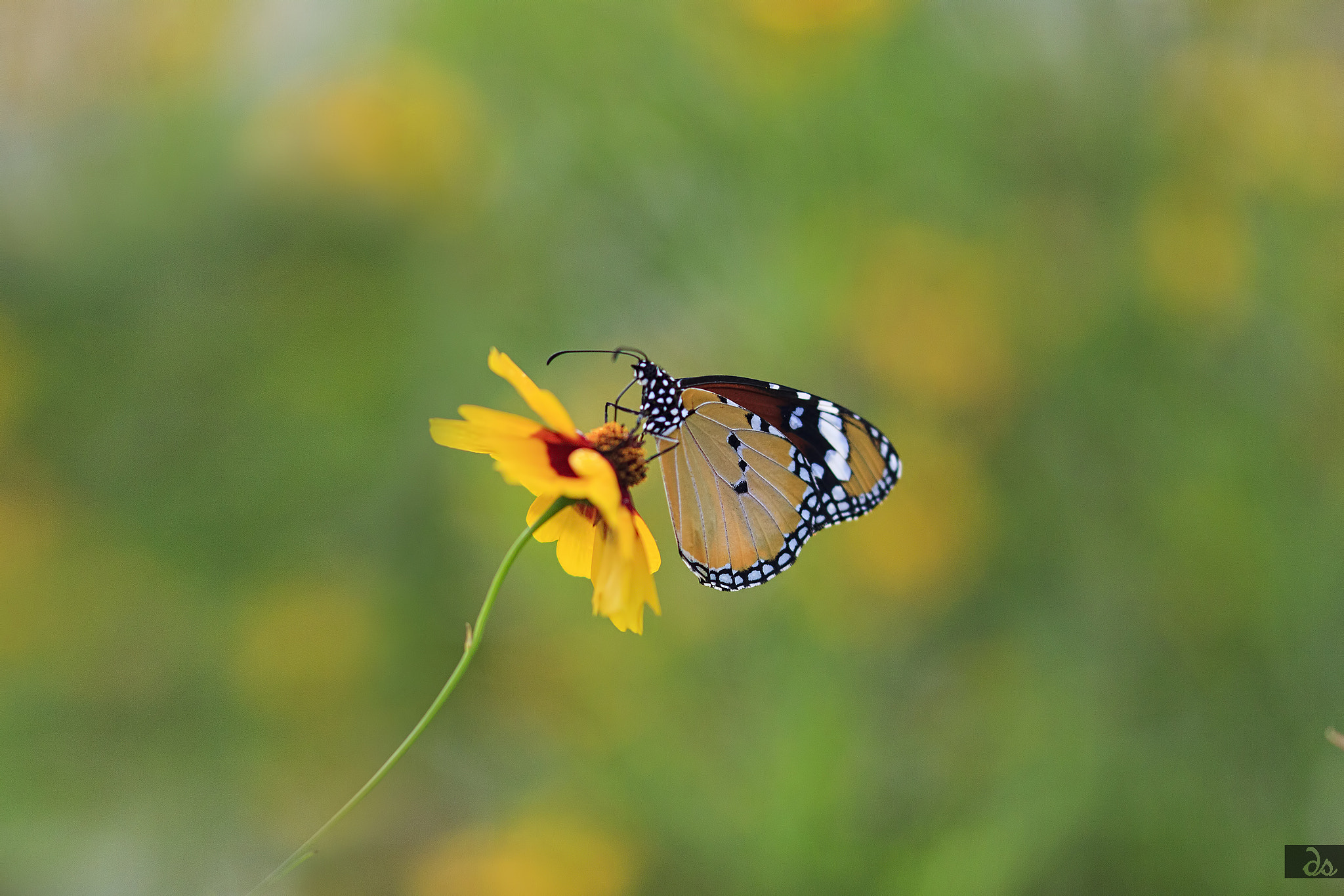 Sigma 105mm F2.8 EX DG OS HSM sample photo. Just like a dream.. photography