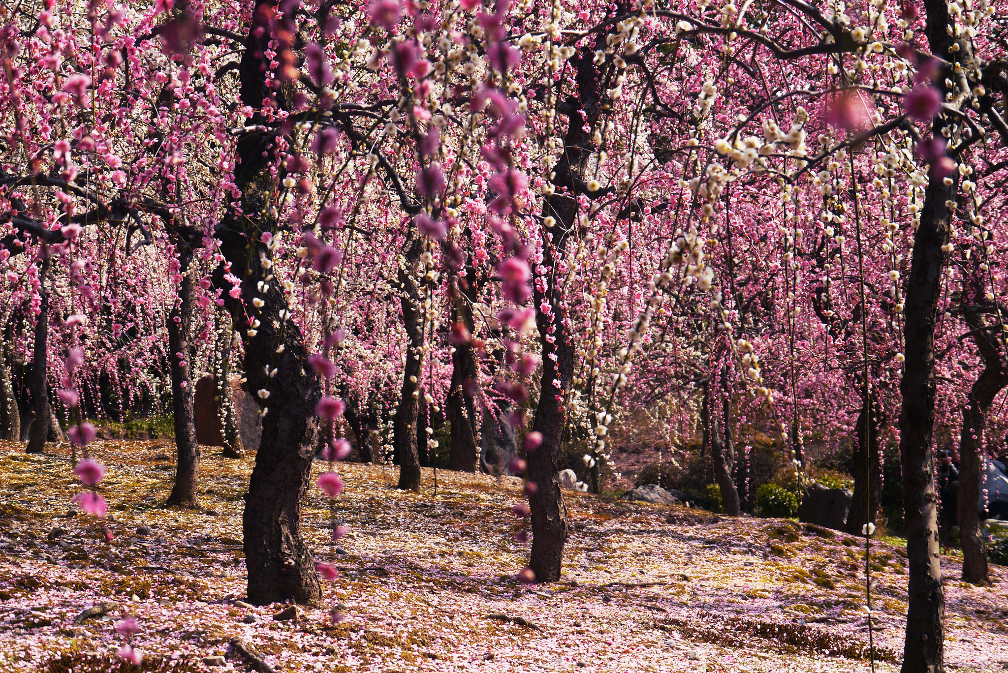 Panasonic Lumix DMC-GX1 + Panasonic Lumix G Vario HD 14-140mm F4-5.8 OIS sample photo. Plum blossoms like rain photography