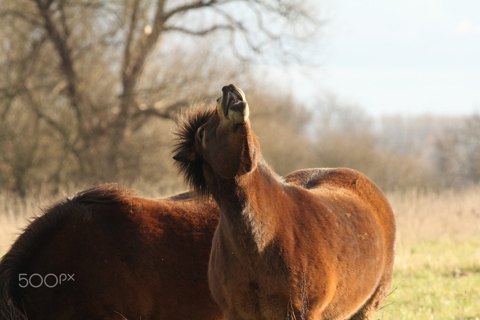 Canon EOS 60D + Canon EF 400mm F5.6L USM sample photo. Exmoor ponies photography