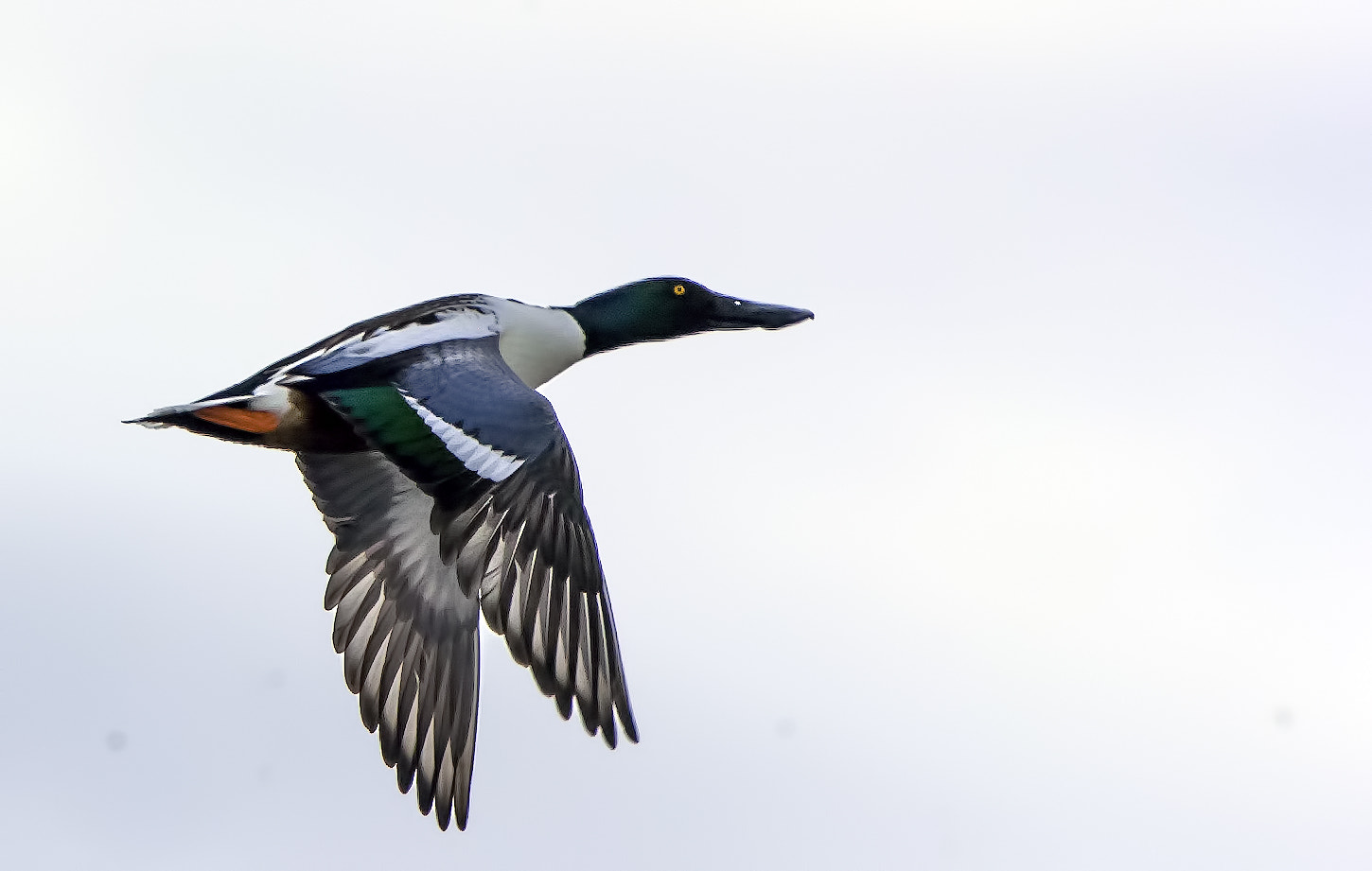 Nikon D2H sample photo. High flyer photography