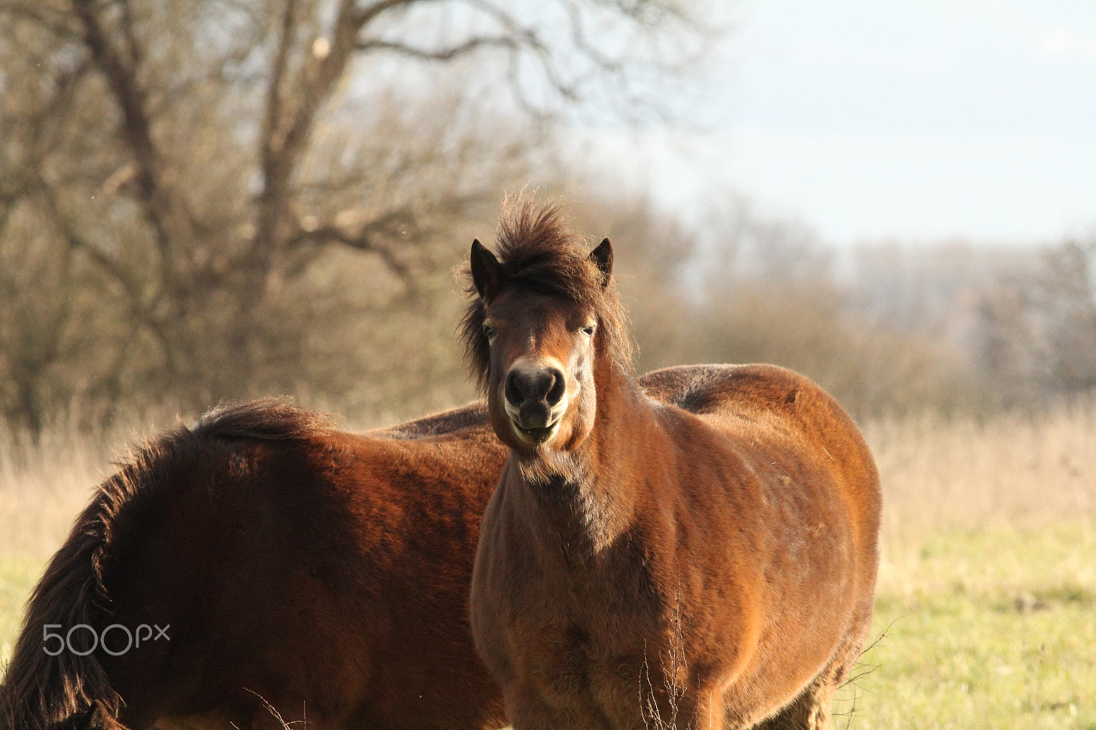 Canon EOS 60D + Canon EF 400mm F5.6L USM sample photo. Exmoor ponies photography