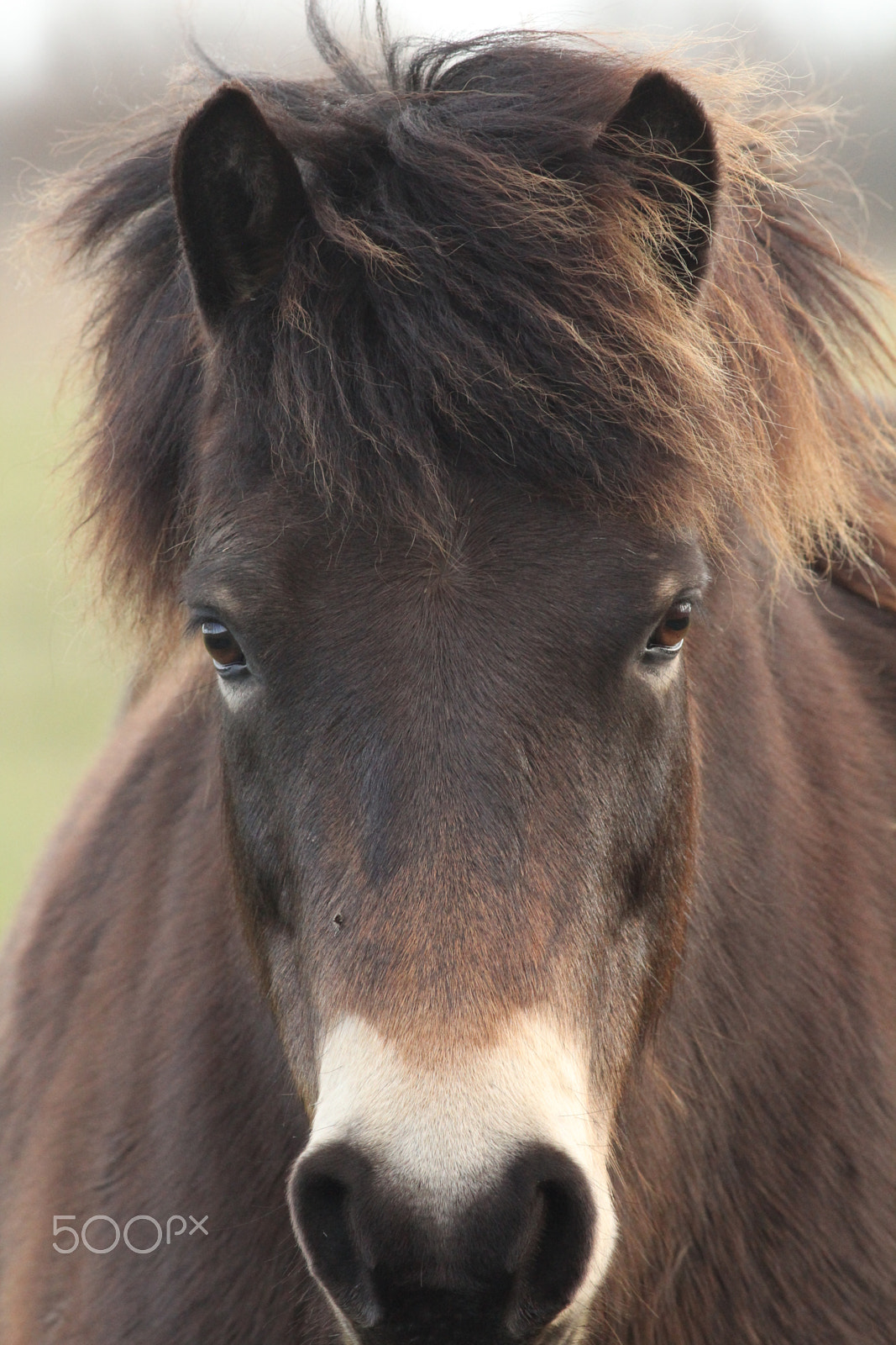Canon EOS 60D + Canon EF 400mm F5.6L USM sample photo. Exmoor ponies photography