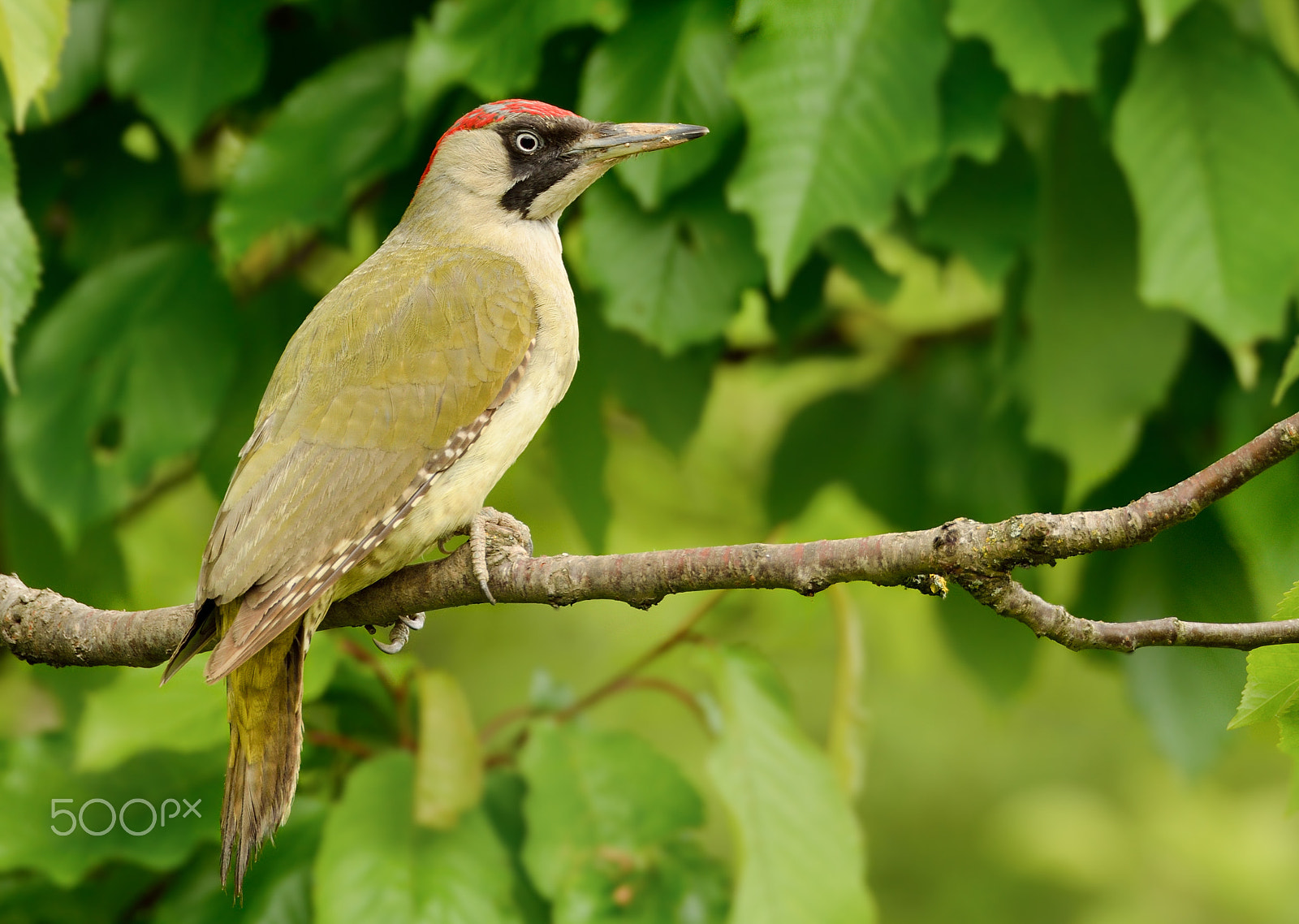 Sigma 150-600mm F5-6.3 DG OS HSM | S sample photo. Green woodpecker photography