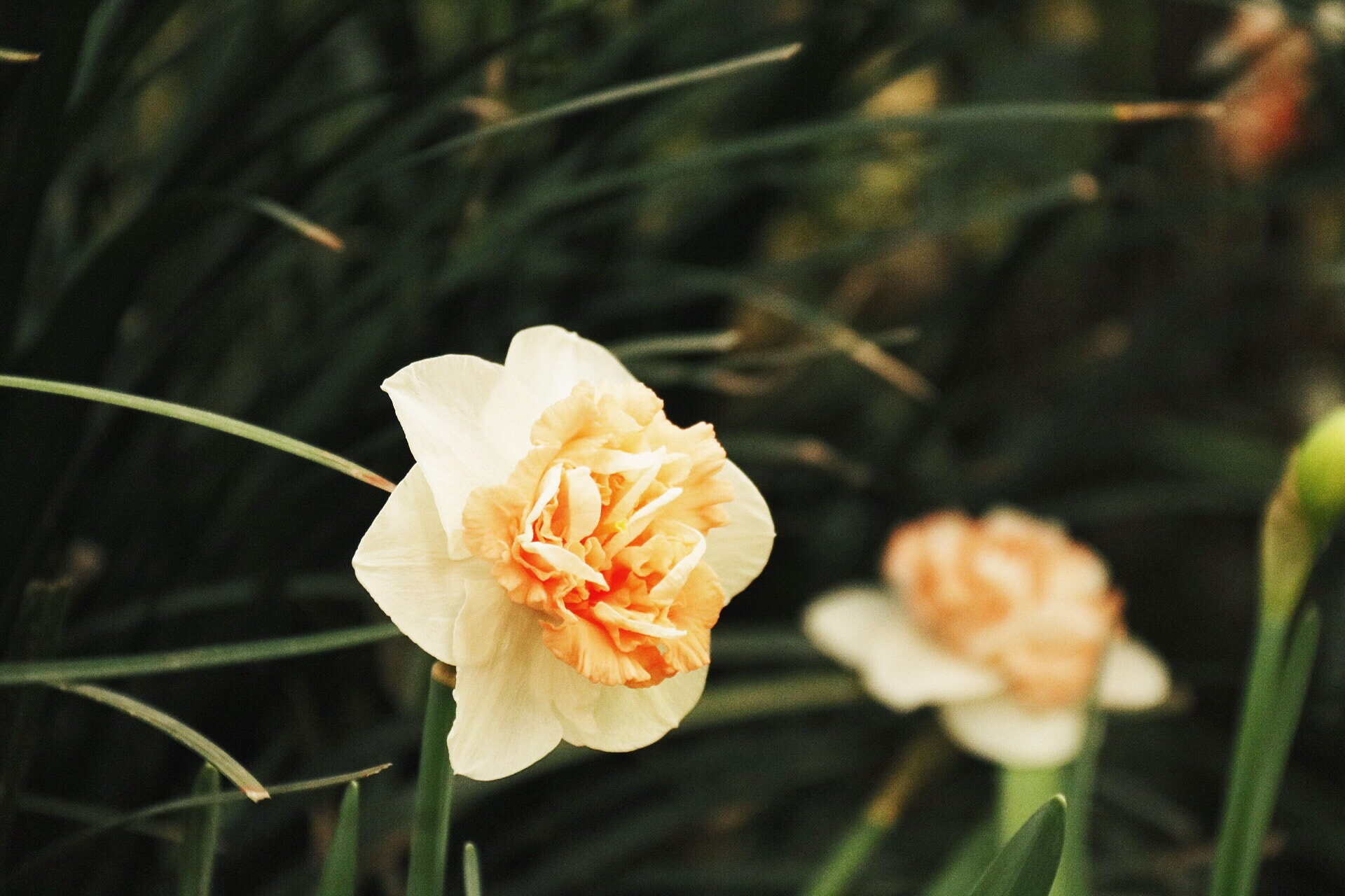 Canon EF-S 18-200mm F3.5-5.6 IS sample photo. Spring' photography