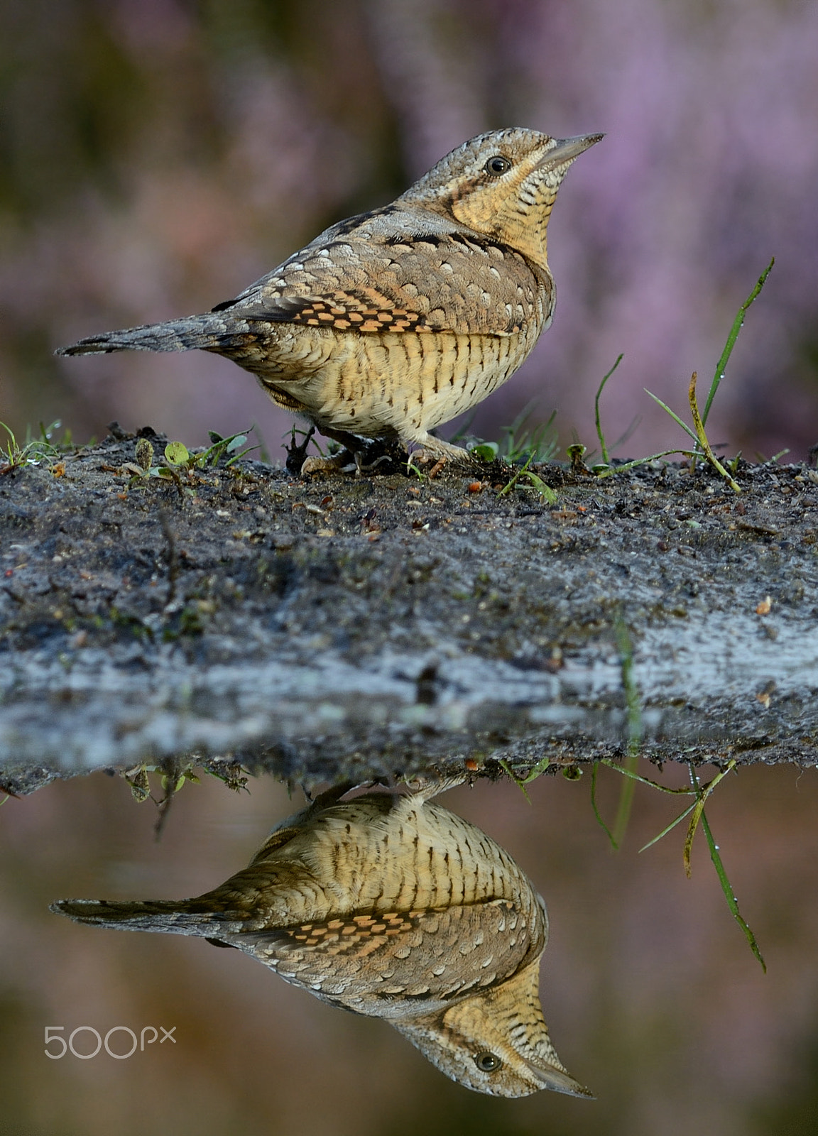 Nikon D5100 + Nikon AF-S Nikkor 300mm F4D ED-IF sample photo. Wryneck reflection photography