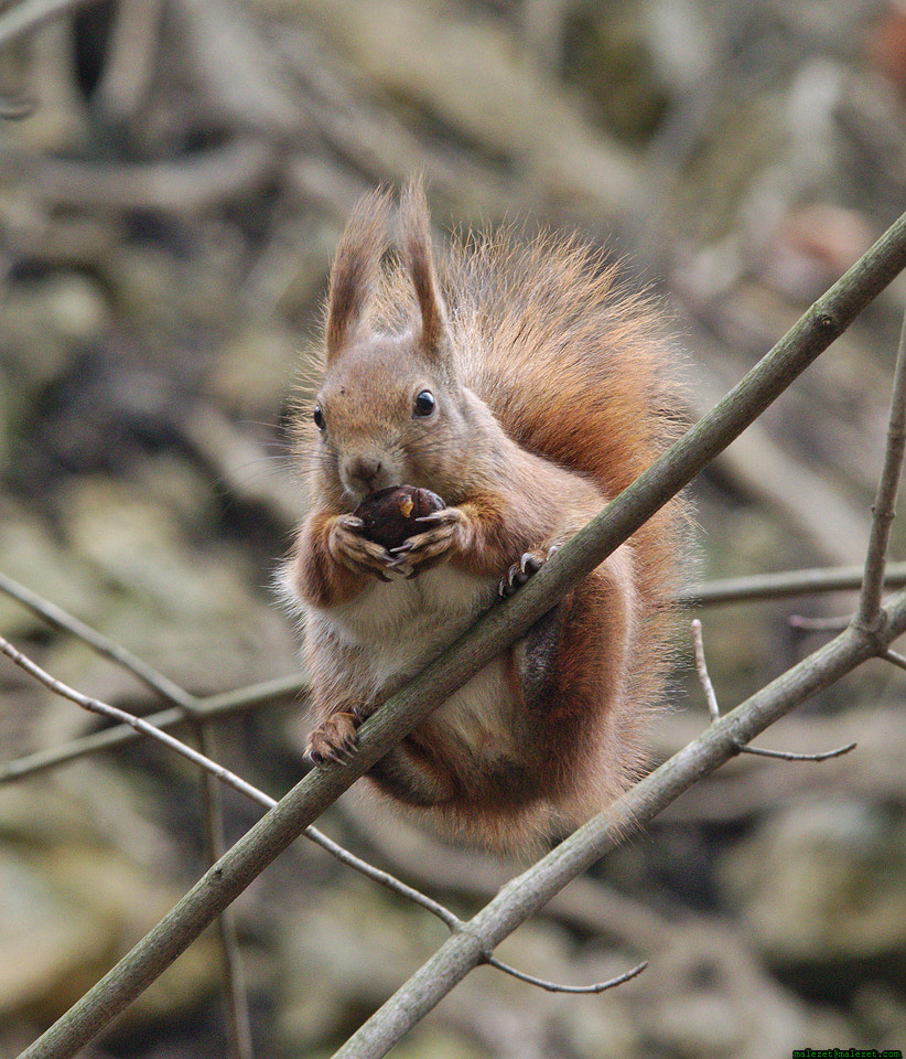 Pentax K-3 sample photo. Squirrel photography