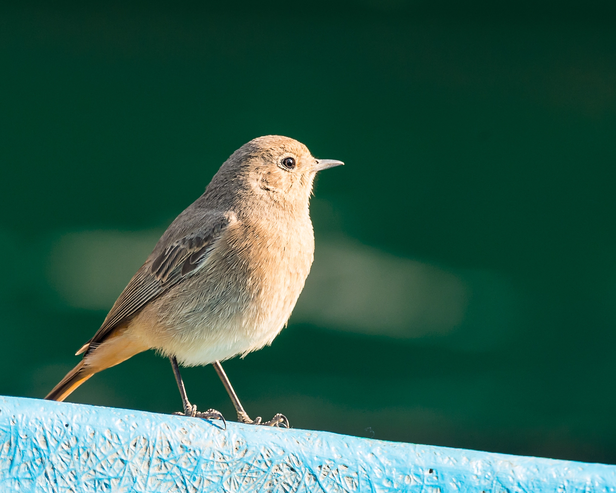 Nikon D4 + Sigma 24-60mm F2.8 EX DG sample photo. Black redstart phoenicurus ochruros কল গরদ   - female photography