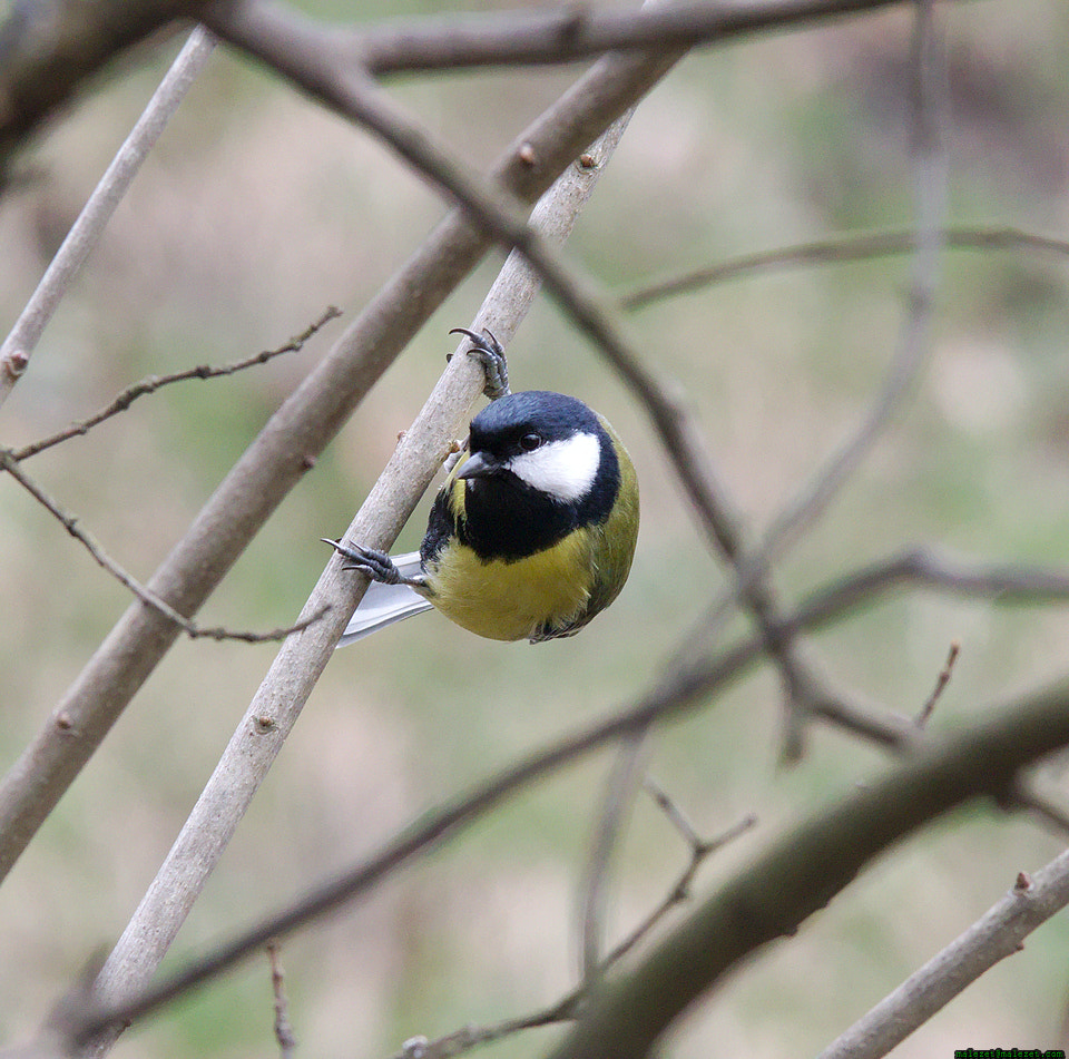 Pentax K-3 sample photo. Tit bird photography