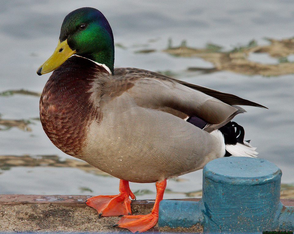 Pentax K-3 sample photo. Drake photography