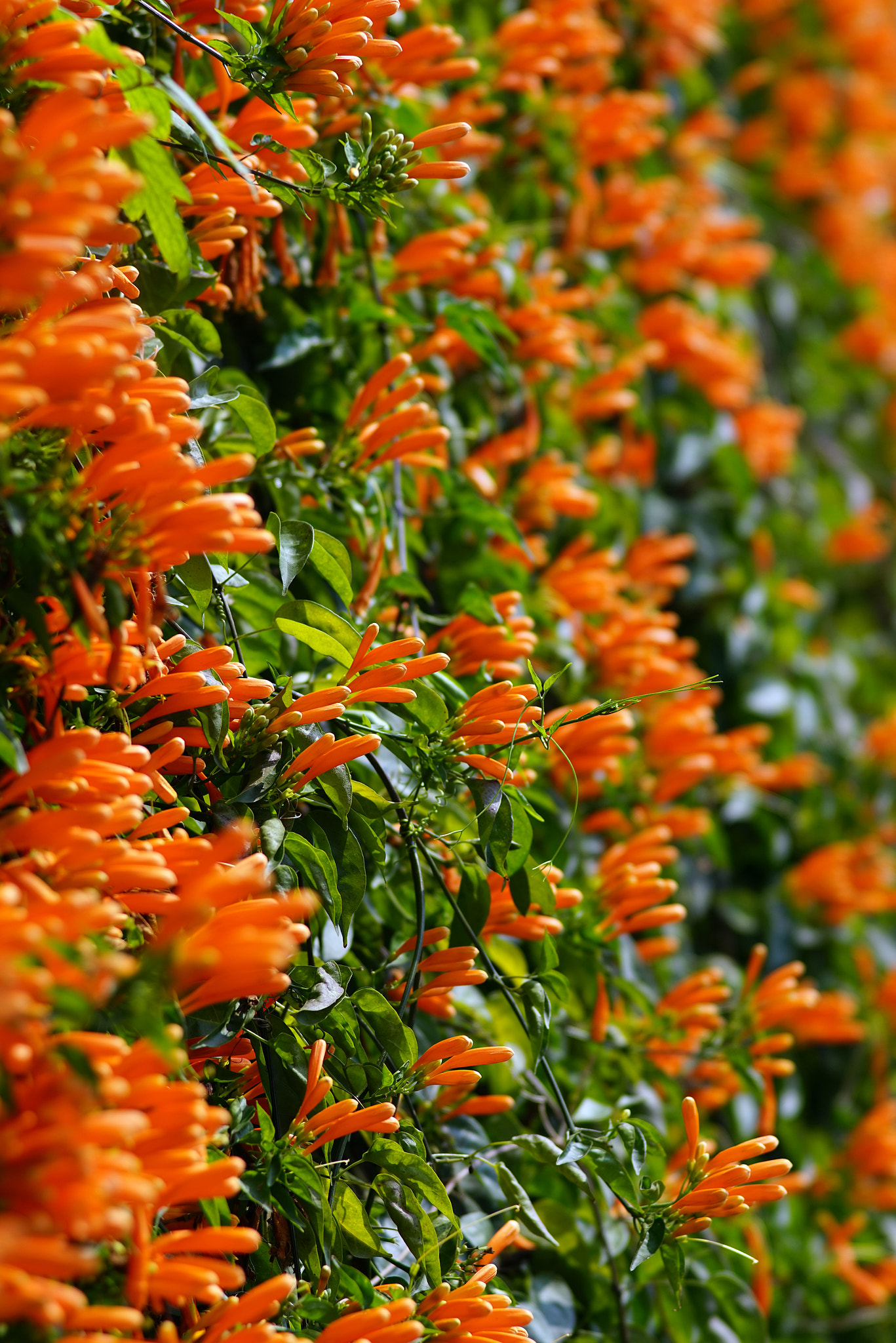 Sony 135mm F2.8 [T4.5] STF sample photo. 多串炮仗砰砰砰 photography