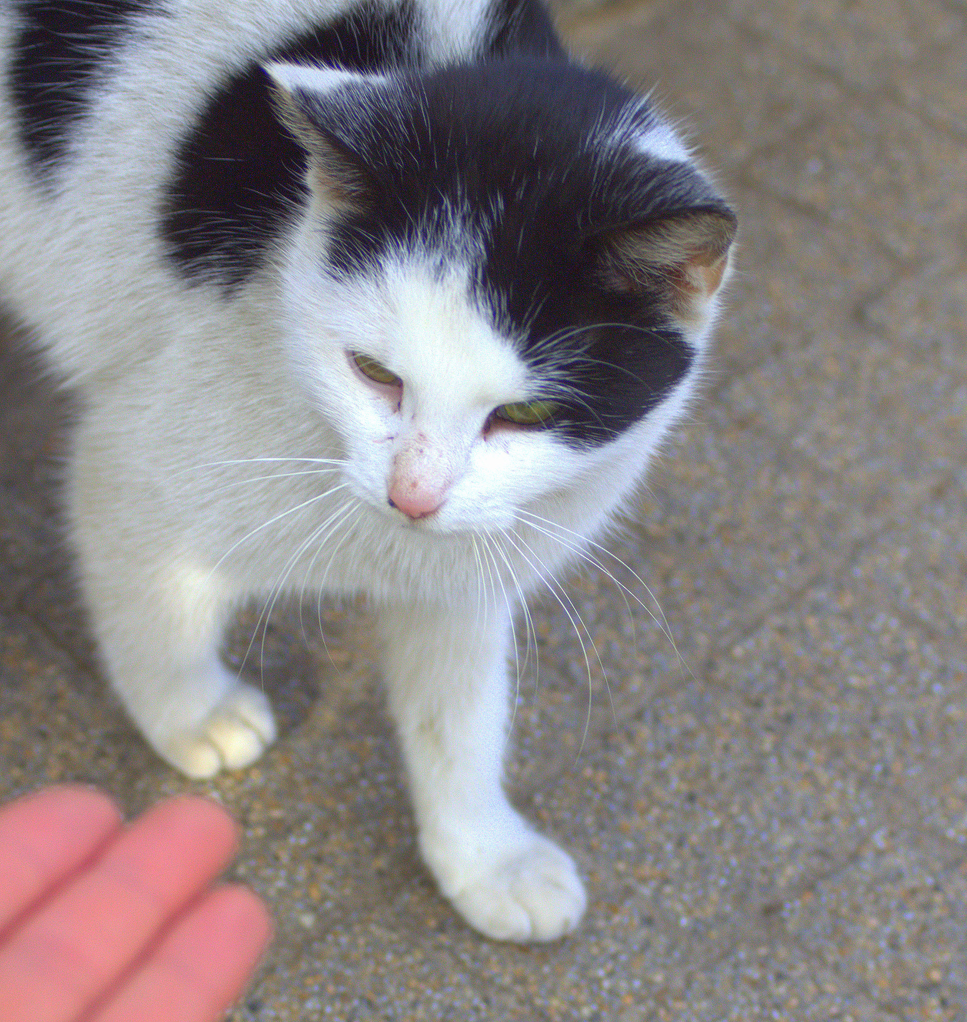 Canon EF 28-90mm f/4-5.6 sample photo. Cat photography