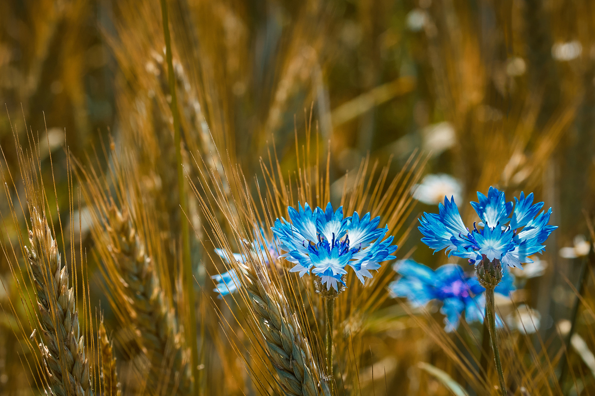 Sony ILCA-77M2 sample photo. Corn flowers photography