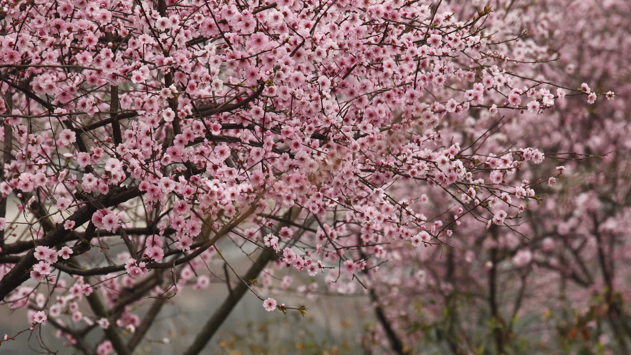 Canon EF 70-200mm F4L IS USM sample photo