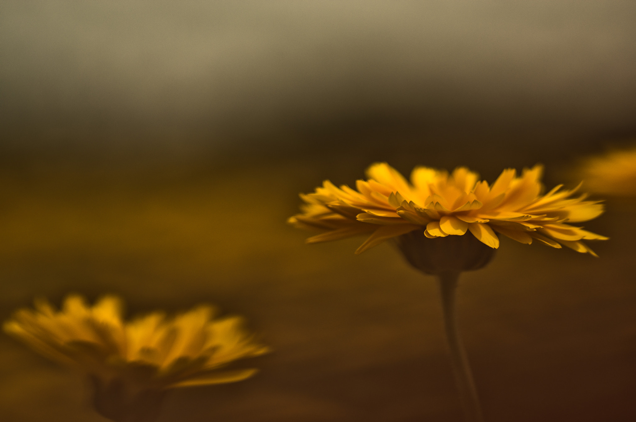 Pentax smc D-FA 100mm F2.8 macro sample photo. ** photography