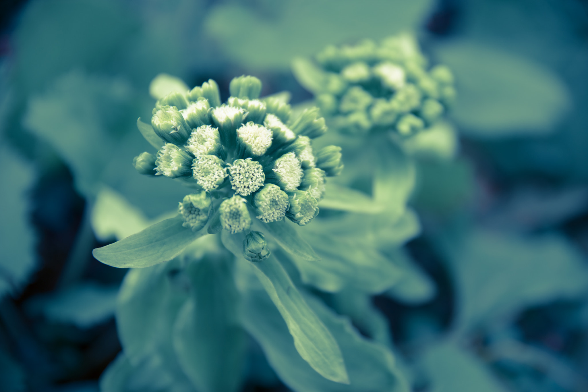 Sony a7 II + Tamron 80-300mm F3.5-6.3 sample photo. ふきのとう（butterbur sprout） photography