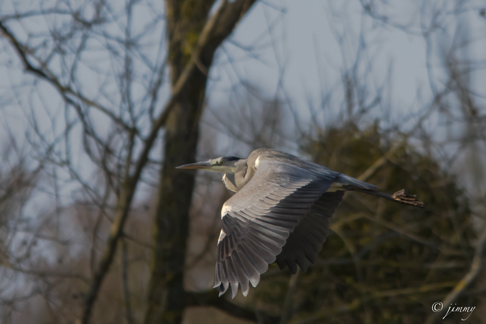 Sigma 150-500mm F5-6.3 DG OS HSM sample photo. Heron gris en vol photography