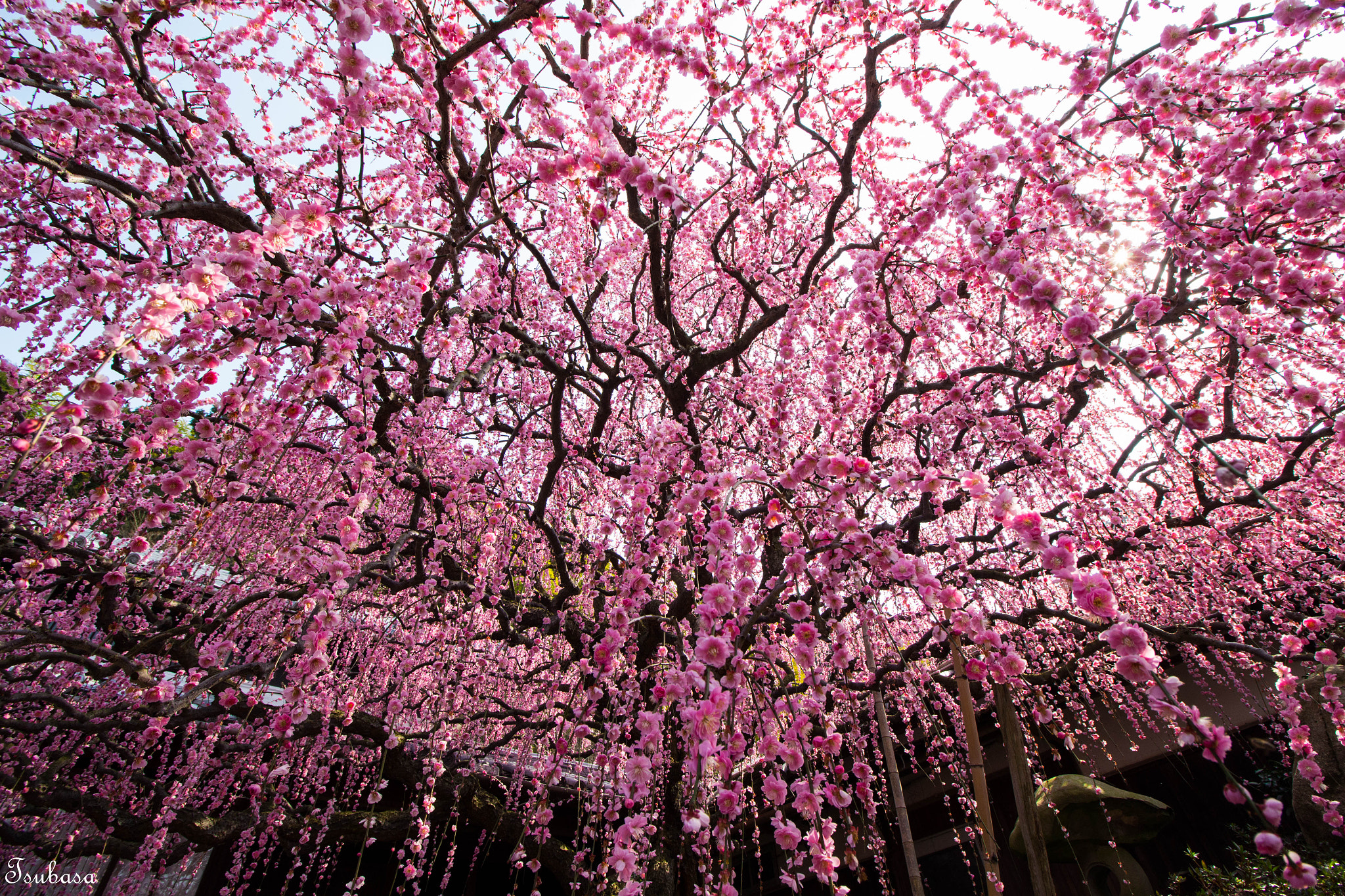 Canon EOS 700D (EOS Rebel T5i / EOS Kiss X7i) + Canon EF-S 10-18mm F4.5–5.6 IS STM sample photo. Plum tree photography