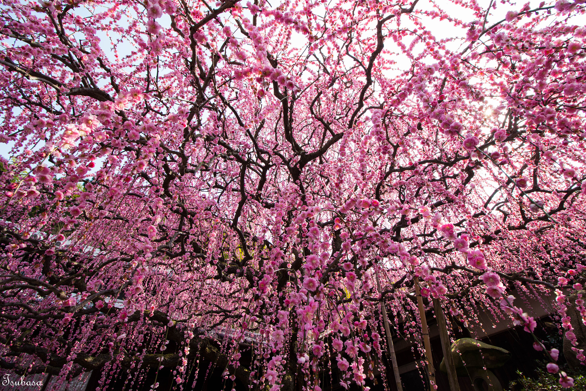 Canon EOS 700D (EOS Rebel T5i / EOS Kiss X7i) sample photo. Plum tree photography