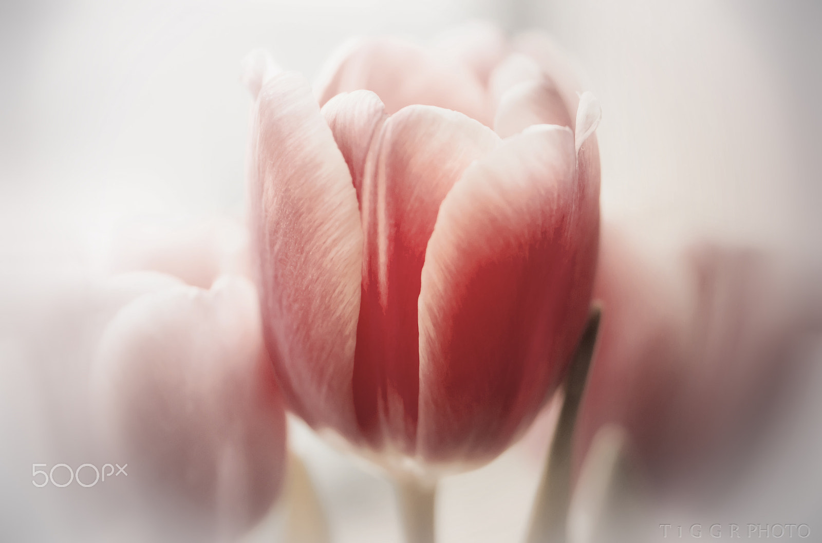 Samsung NX30 + Samsung NX 60mm F2.8 Macro ED OIS SSA sample photo. Tender photography