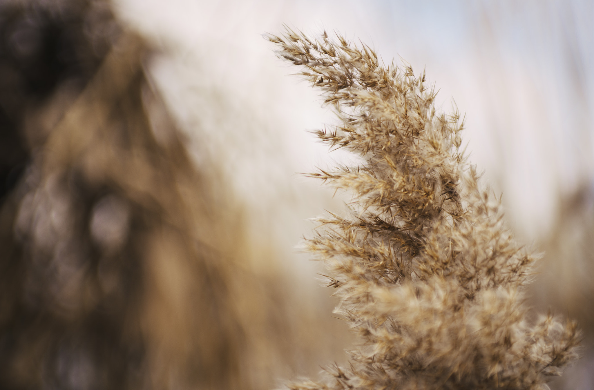 Nikon D600 + AF Zoom-Nikkor 35-70mm f/2.8D sample photo. Wind.jpg photography