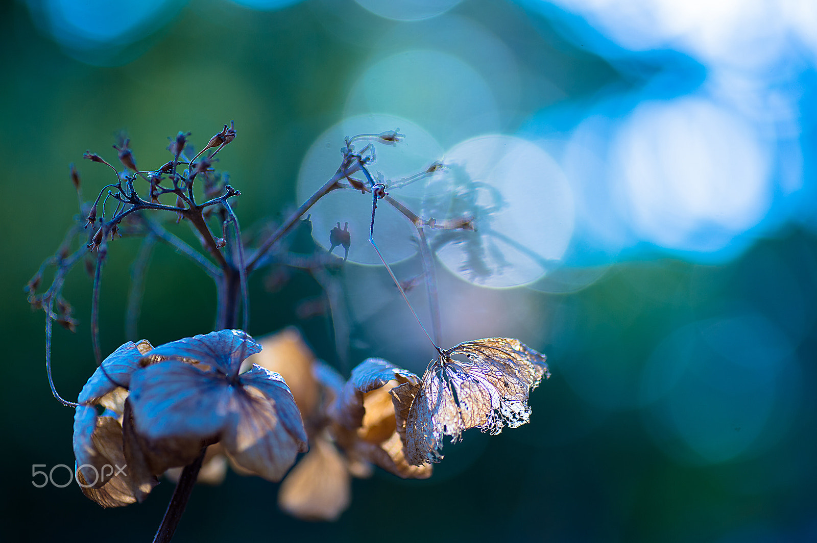 Nikon Df sample photo. Winter hydrangea photography