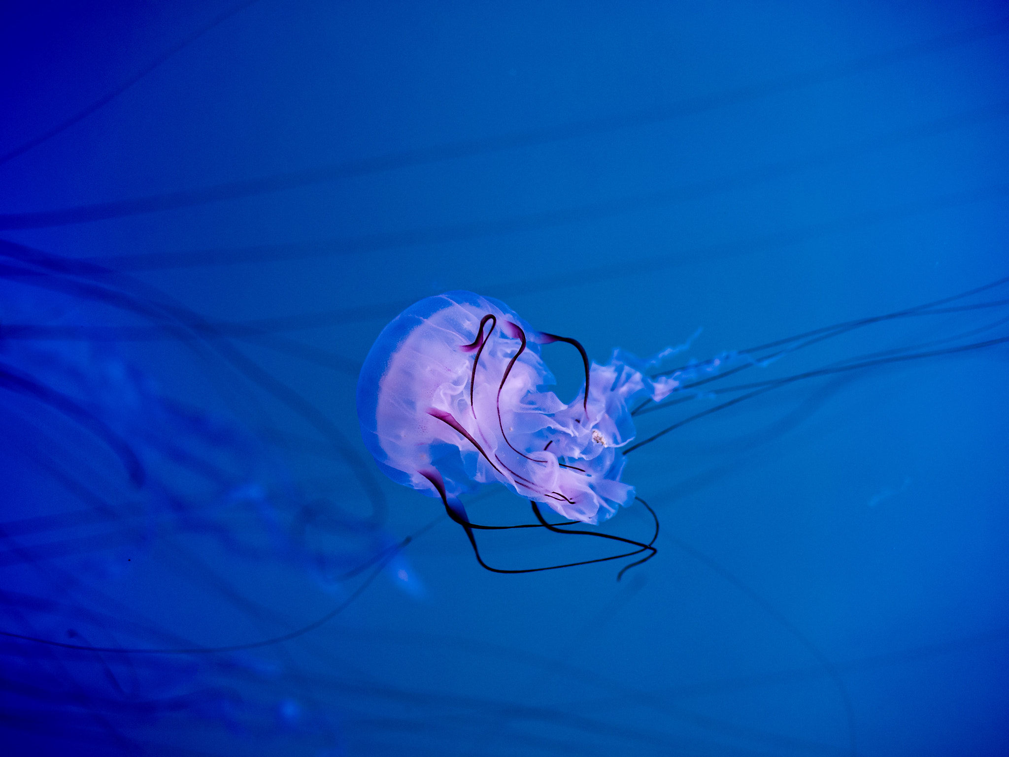 Panasonic Lumix G 42.5mm F1.7 ASPH Power OIS sample photo. Jellyfish photography