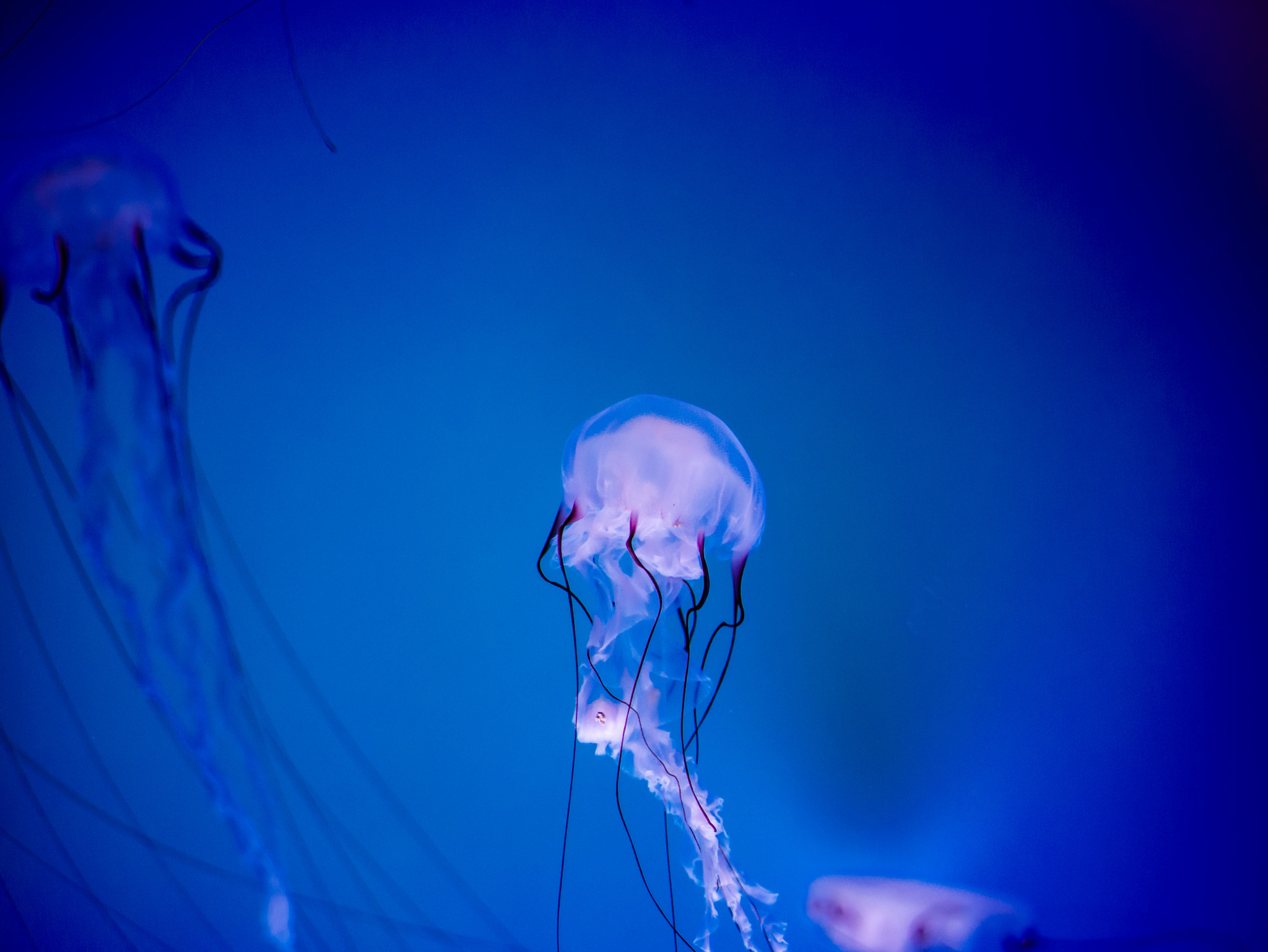 Panasonic Lumix G 42.5mm F1.7 ASPH Power OIS sample photo. Jellyfish photography