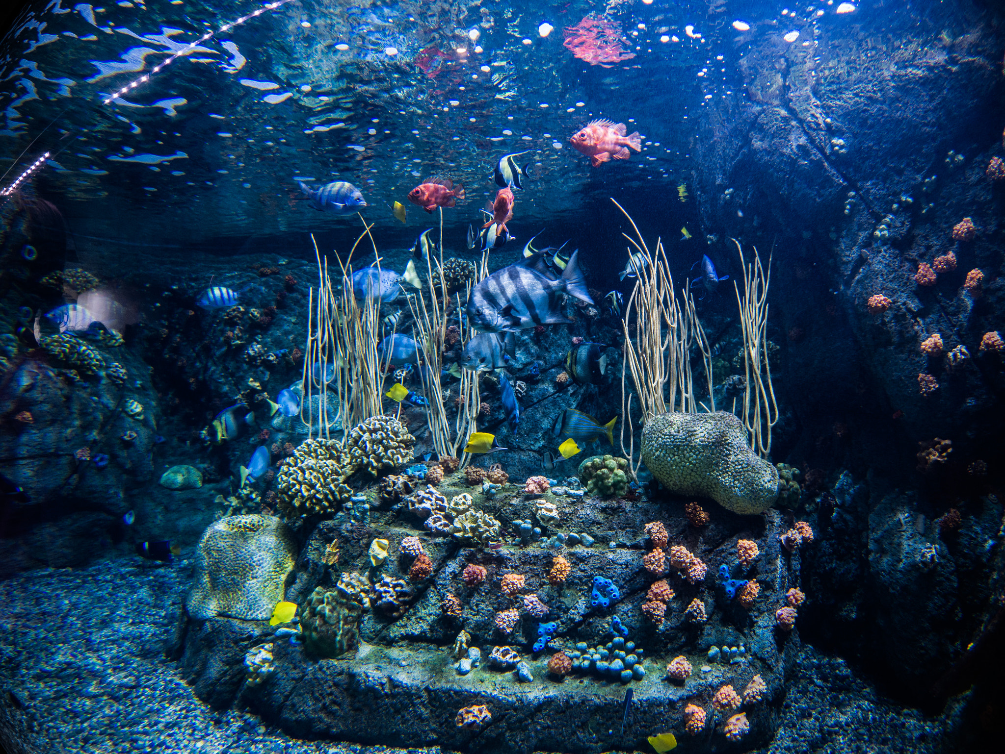 Panasonic Lumix DMC-GX7 + OLYMPUS M.8mm F1.8 sample photo. Fish tank at aquarium photography