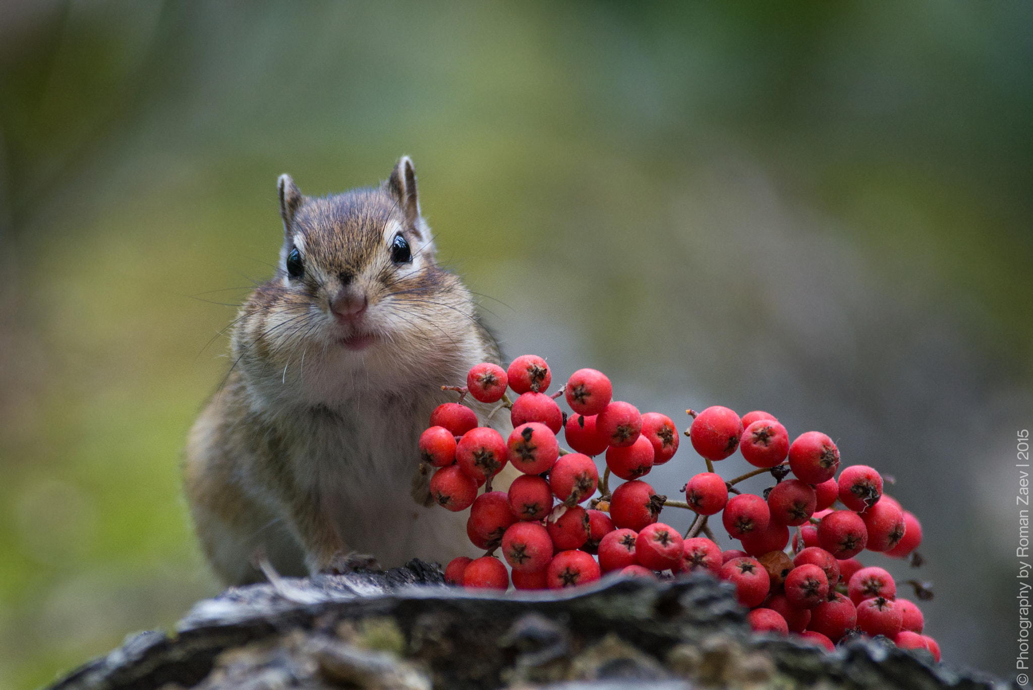 Nikon D600 sample photo. The autumn portrait photography