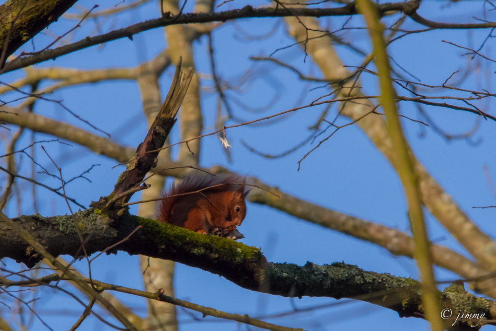 Sigma 150-500mm F5-6.3 DG OS HSM sample photo. Ecureuil roux photography