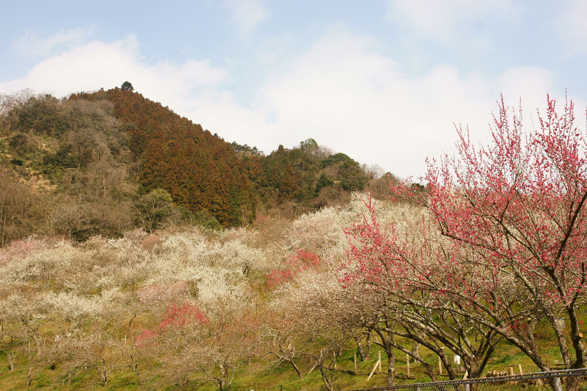 Sony a7 II + Sigma 35mm F1.4 DG HSM Art sample photo. Japanese plum farm photography
