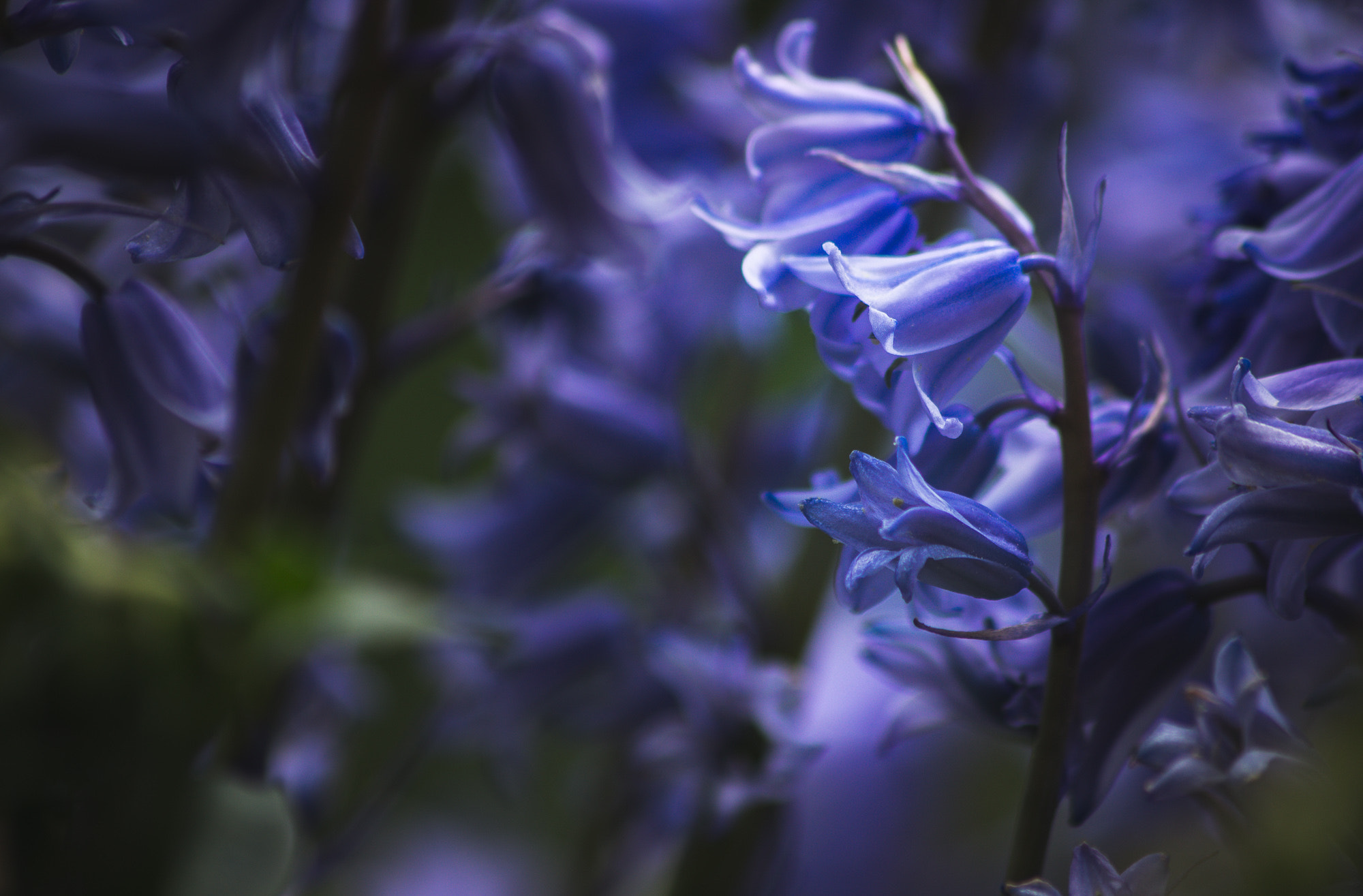 Sony 75-300mm F4.5-5.6 sample photo. Duft-glöckchen - blue bell - photography