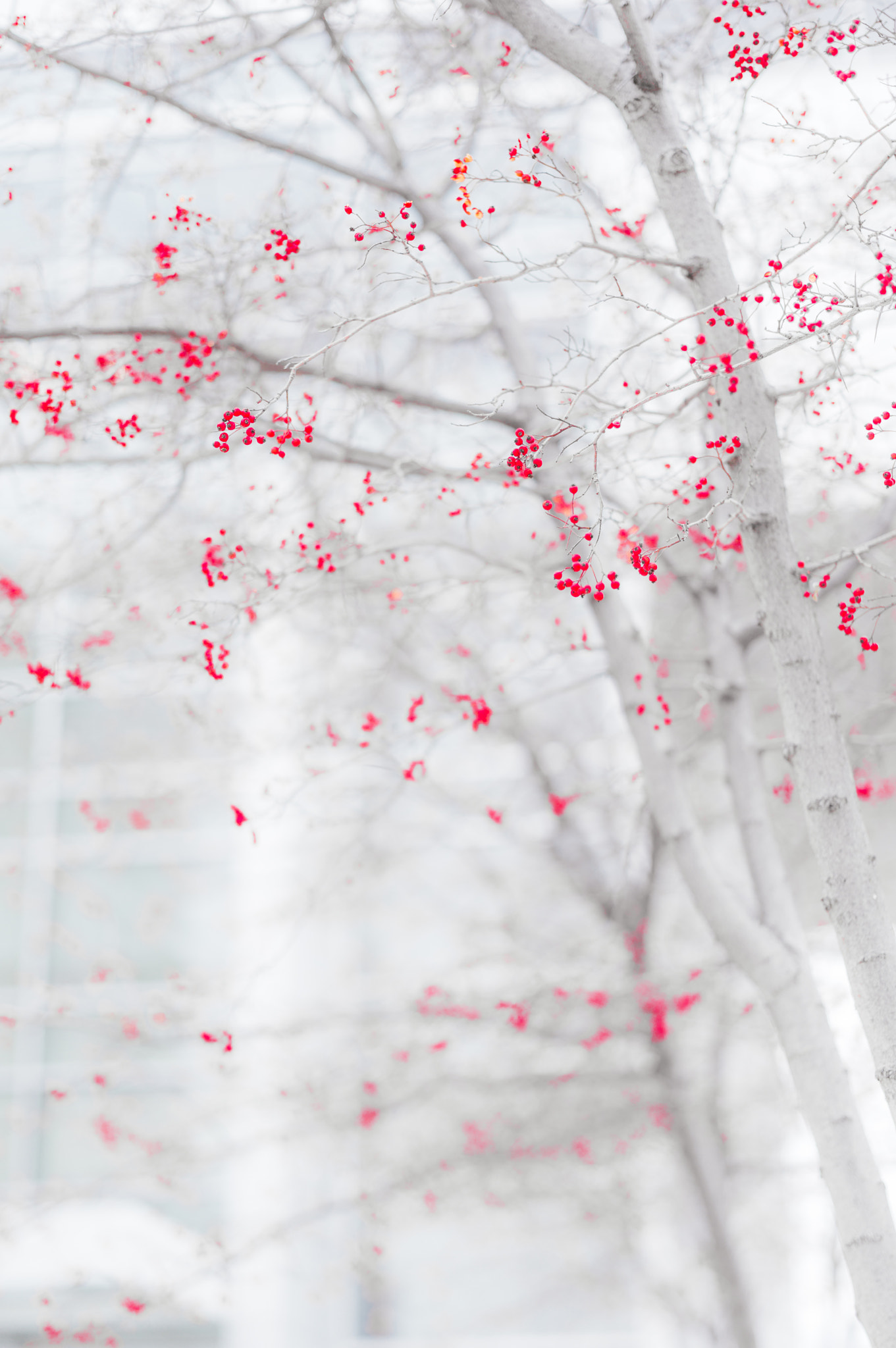 Summarit-S 70 sample photo. Red berry photography