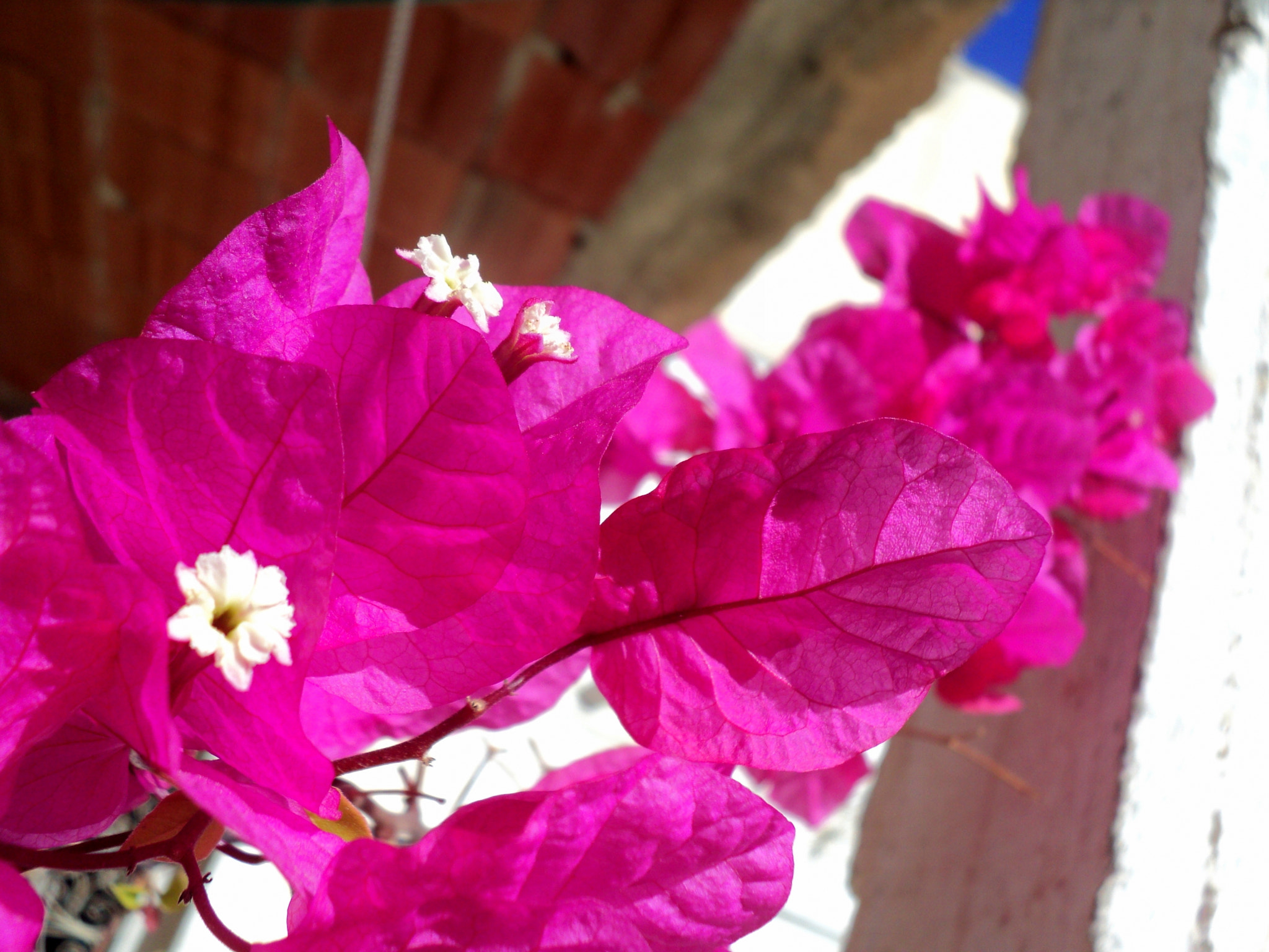 Sony DSC-S2000 sample photo. Bougainvillea photography