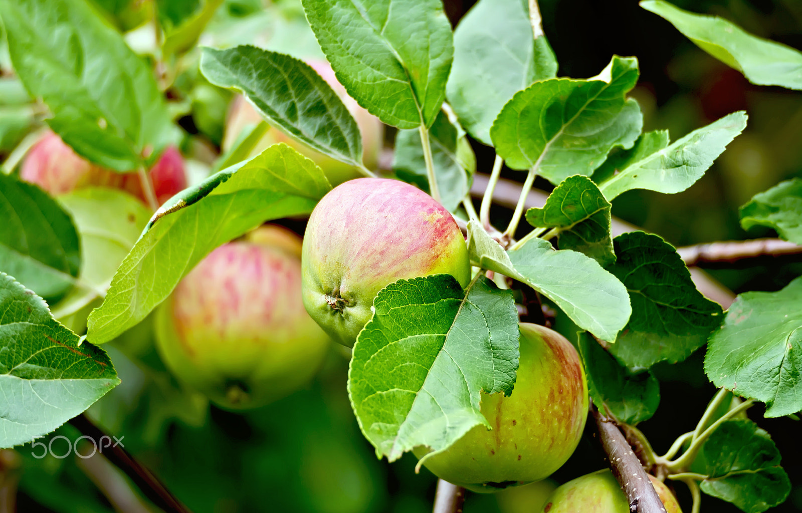 Nikon D7100 + Sigma 70-300mm F4-5.6 DG OS sample photo. Apples red and green on branch photography