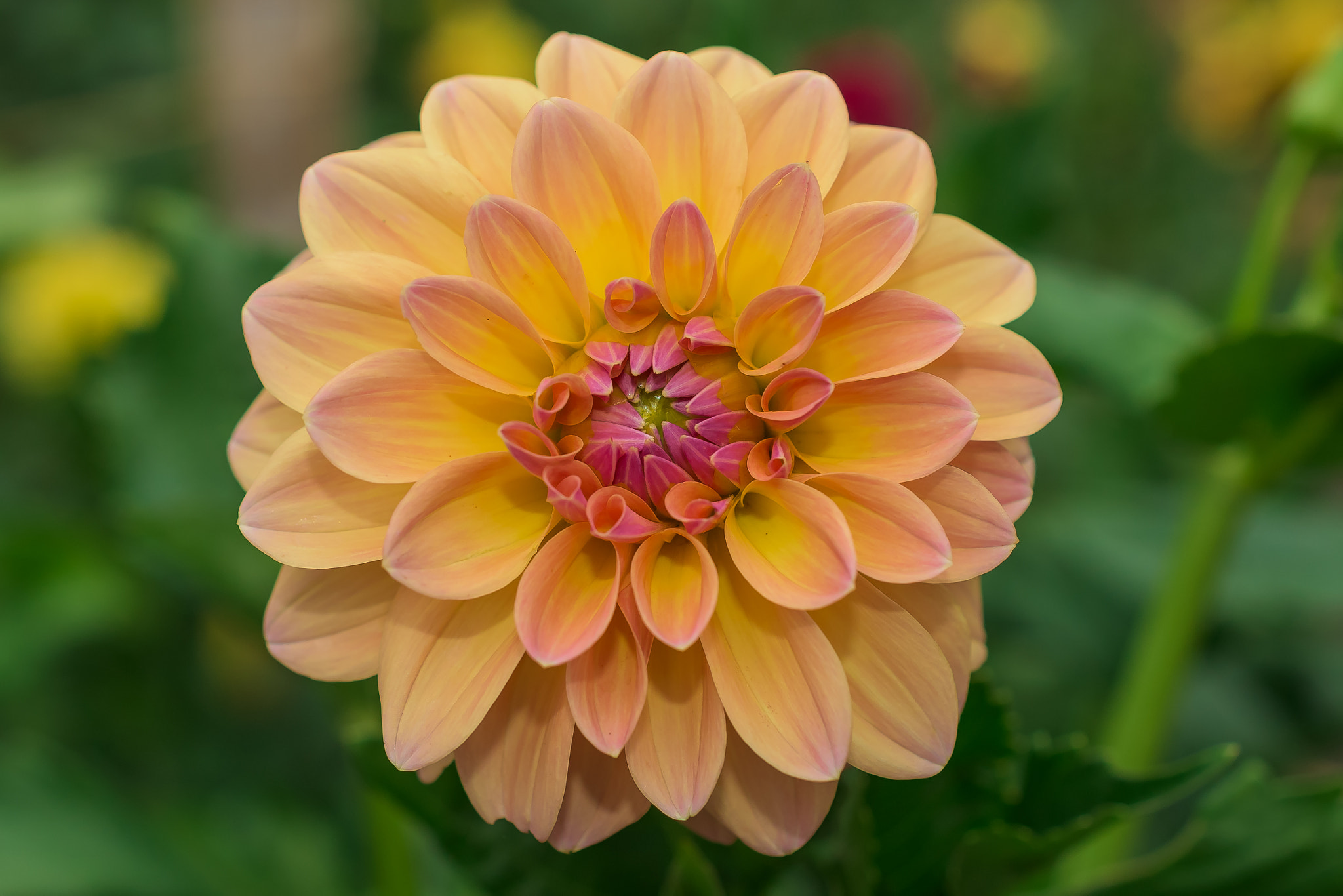 Nikon AF-S DX Micro Nikkor 40mm F2.8 sample photo. Summer dahlia photography