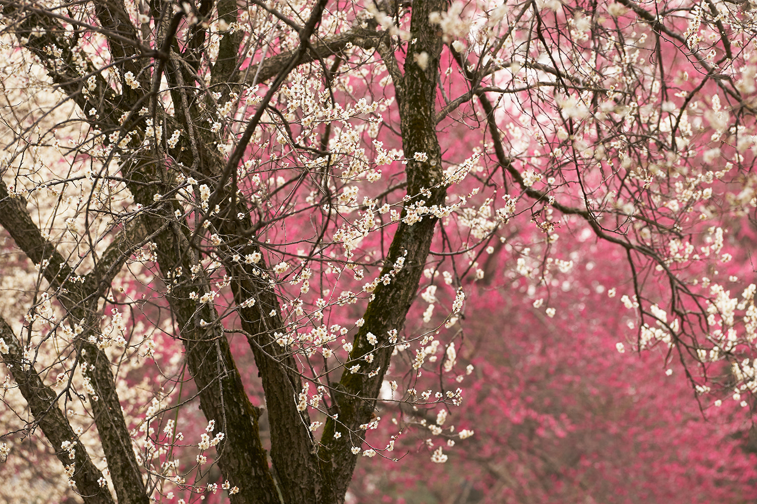 Sony a7 II + Sony 70-400mm F4-5.6 G SSM II sample photo. Japanese plum (ume) blossoms at toji-ji temple photography