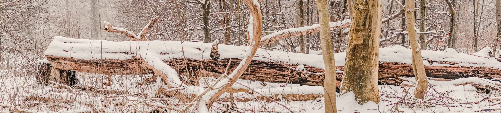 Sony a7R + Minolta AF 50mm F1.4 [New] sample photo. Large tree log covered with snow in the forest photography