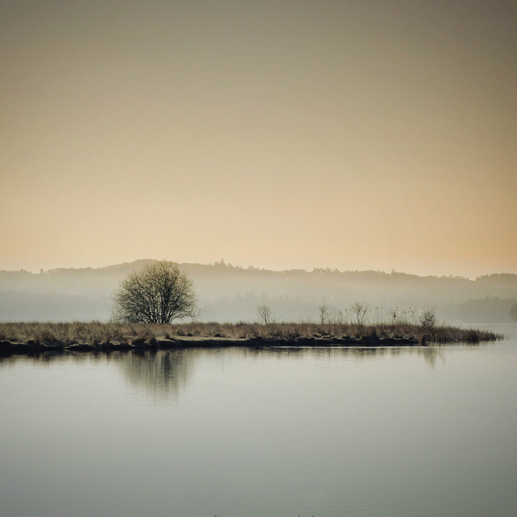 lone tree by Roly Ackroyd / 500px