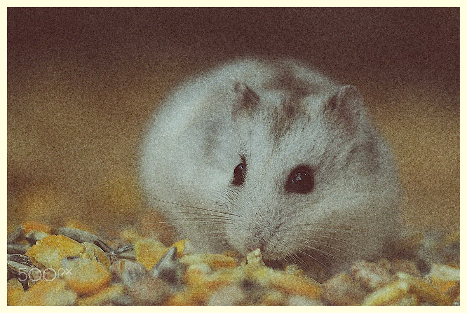 Sigma 150mm F2.8 EX DG Macro HSM sample photo. Little hamster photography