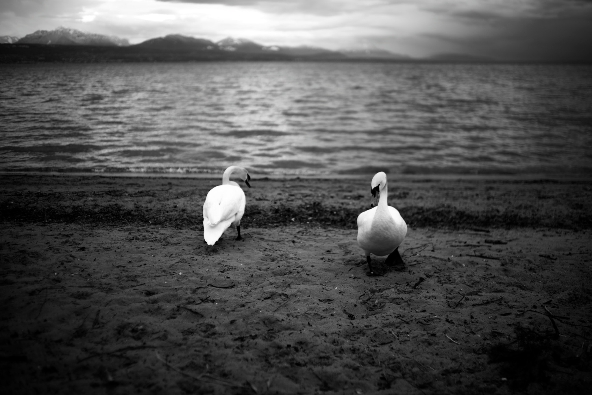 Sony a99 II sample photo. Swans #2, vidy, lausanne, switzerland, 05-03-2016 photography