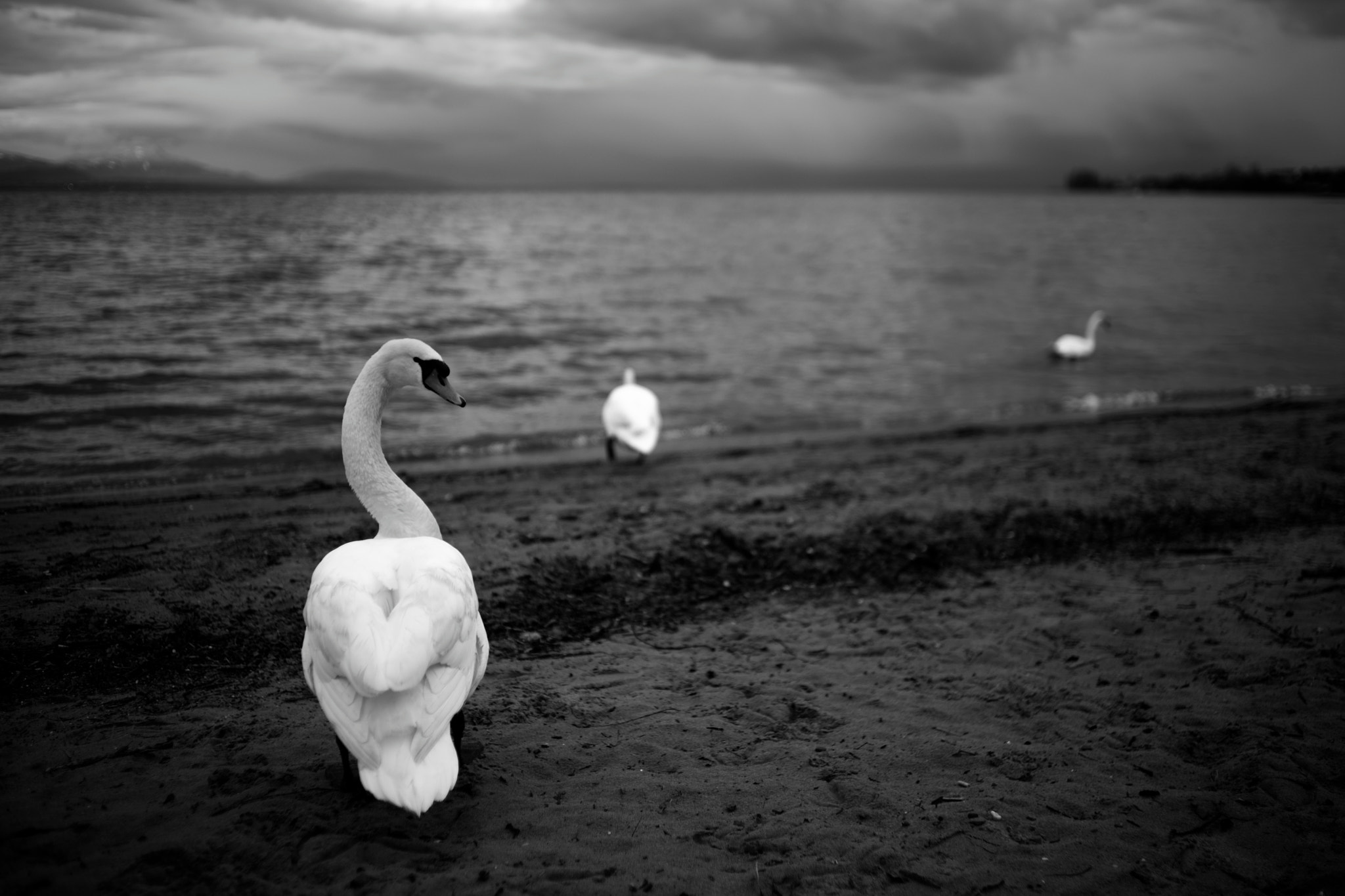 Sony a99 II + Sony 35mm F1.4 G sample photo. Swans #3, vidy, lausanne, switzerland, 05-03-2016 photography