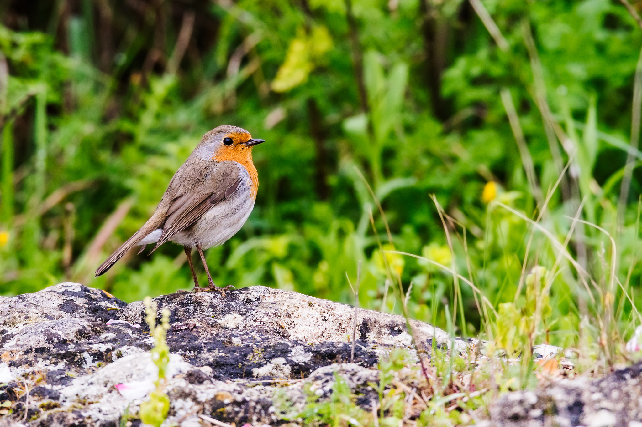 Sony 300mm F2.8 G SSM II sample photo. Erithacus rubecula photography