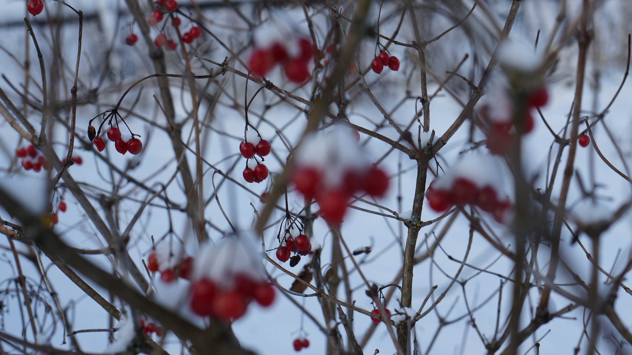 Sony Alpha NEX-6 + Sony E 50mm F1.8 OSS sample photo. Russian winter photography