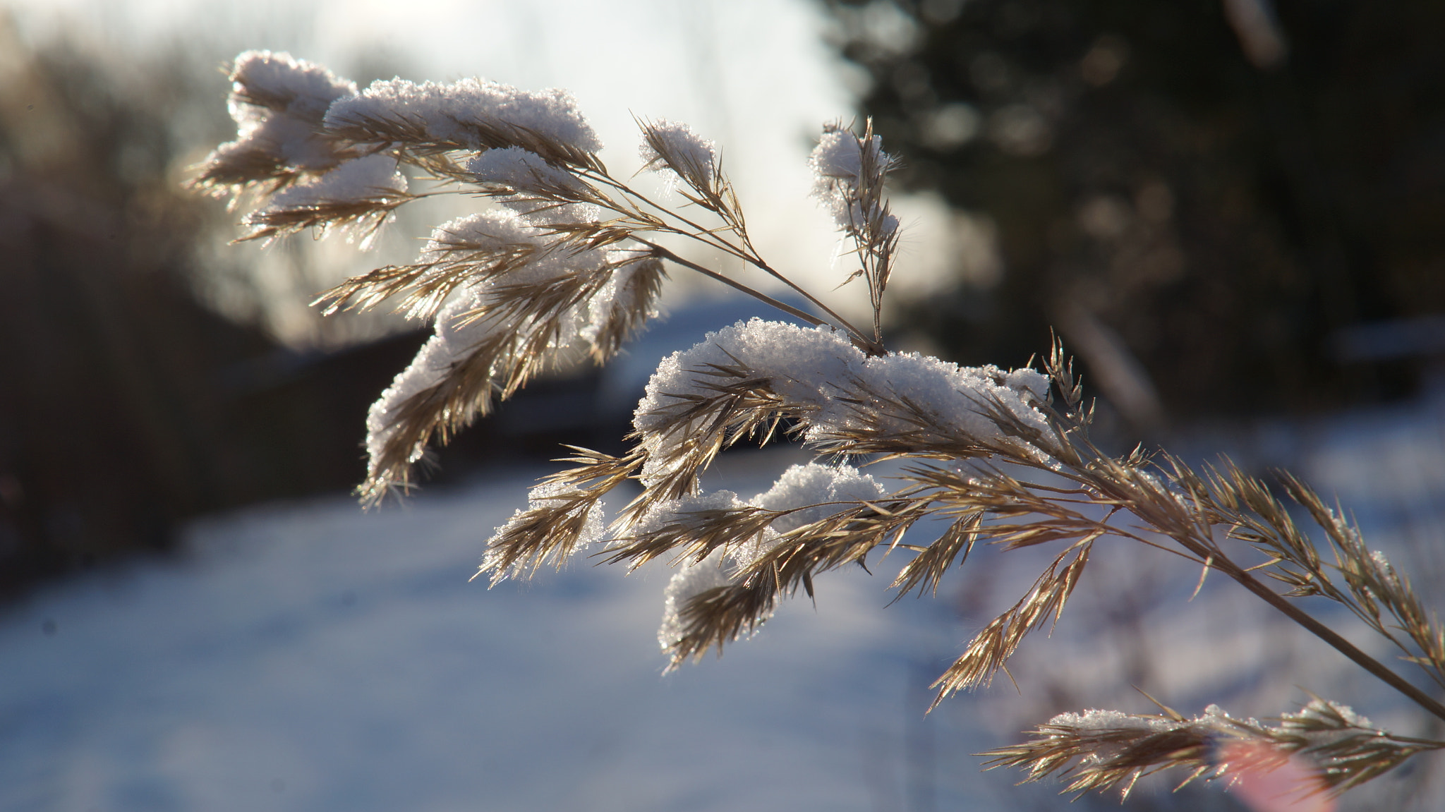 Sony Alpha NEX-6 + Sony E 50mm F1.8 OSS sample photo. Sunny day photography