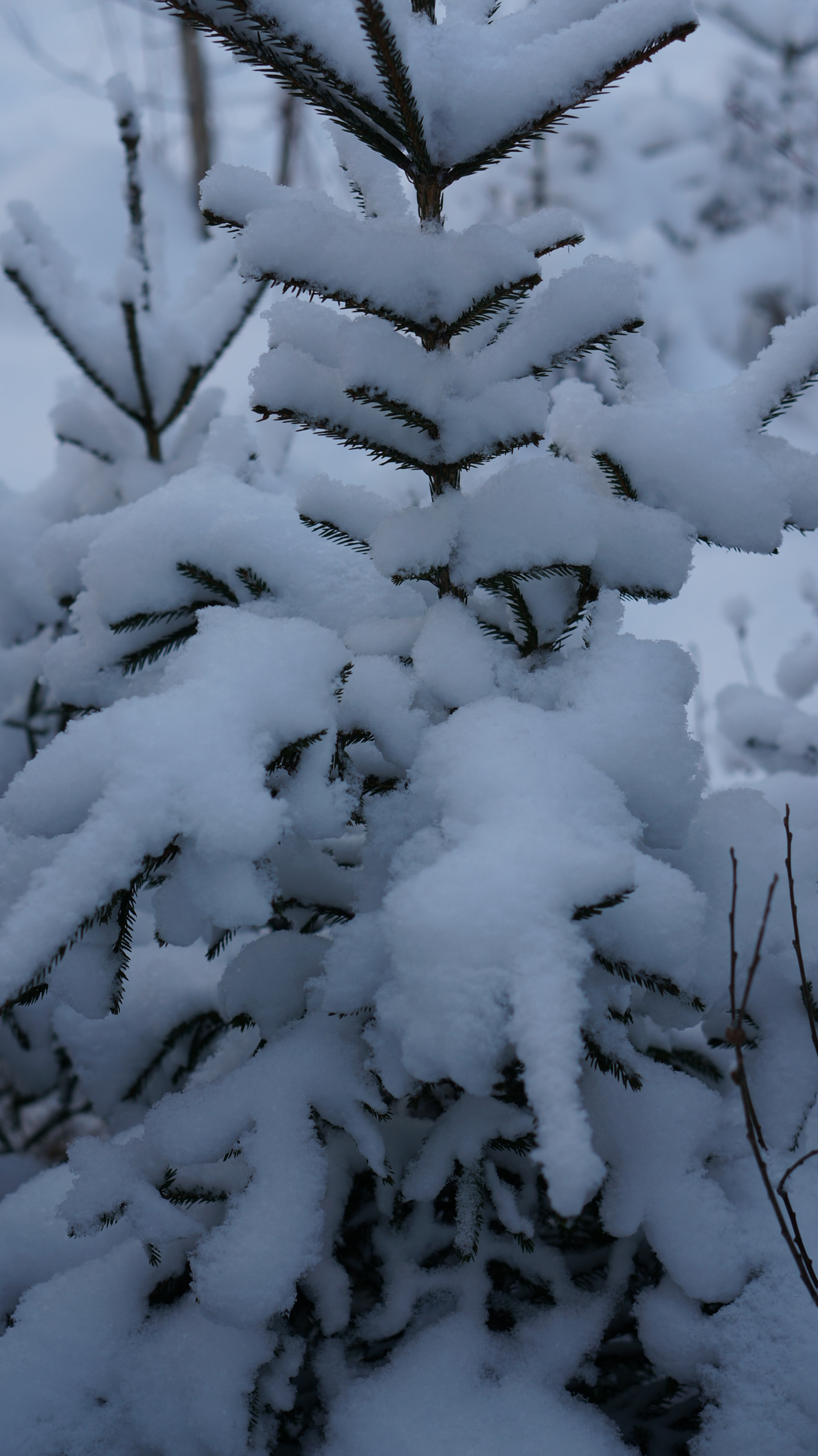Sony Alpha NEX-6 + Sony E 50mm F1.8 OSS sample photo. Tree in snow photography